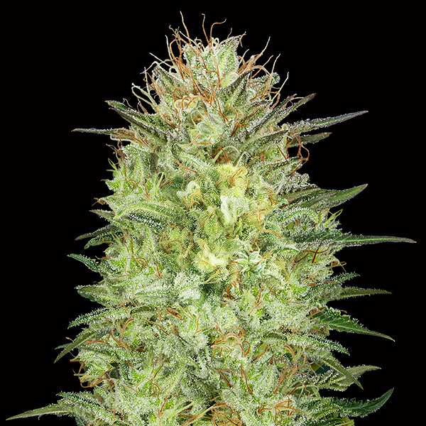 Auto Sweet Critical 25 u. fem. 00 Seeds