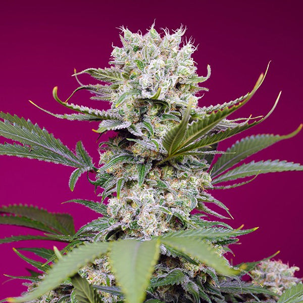 Auto Sweet Mandarine Zkittlez XL 3+1 u. fem. Sweet Seeds