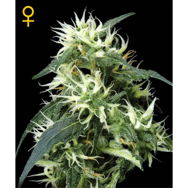 Auto Sweet Mango 5 pc. fem. Green House