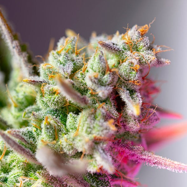 Auto Sweet Mimosa XL 3+1 u. fem. Sweet Seeds