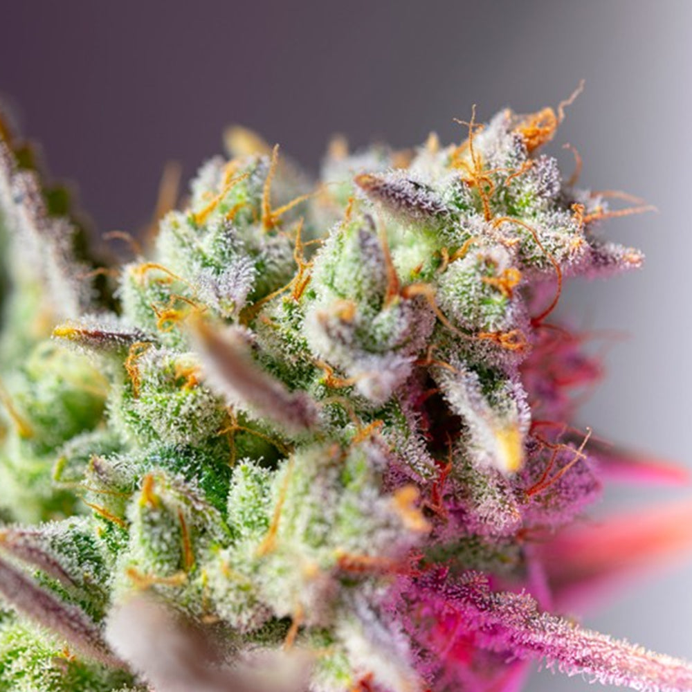 Auto Sweet Mimosa XL 25 u. fem. Granel Profesionales Sweet Seeds