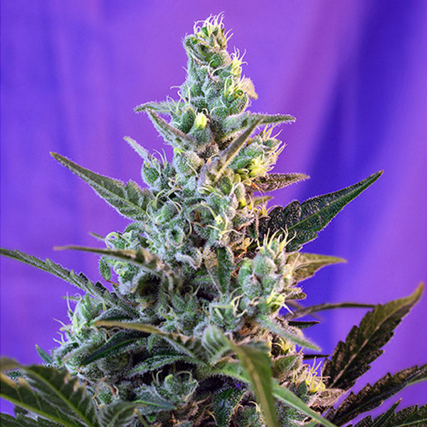 Auto Sweet Skunk 3 +1 u. fem Sweet Seeds