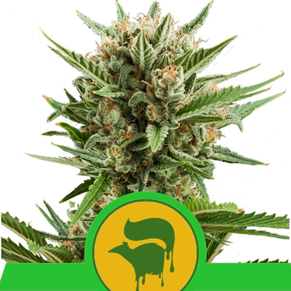 Auto Sweet Skunk 5 pz. fem. Royal Queen