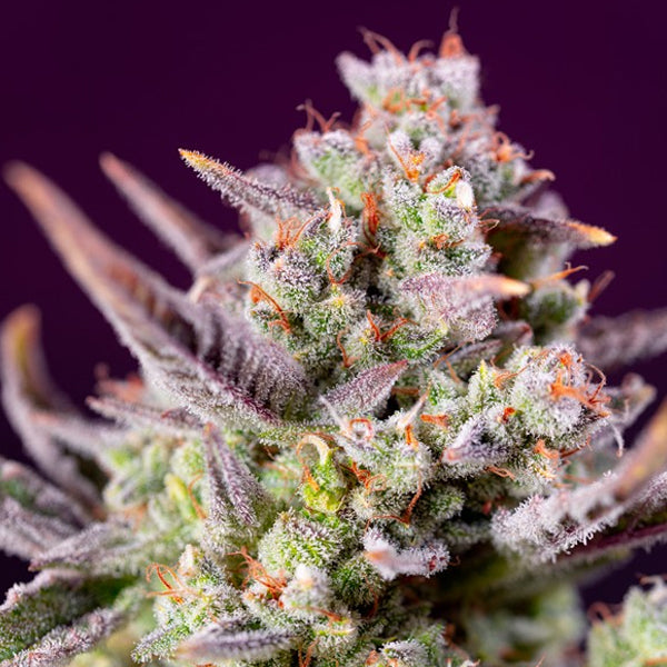 Auto Sweet Zenzation XL 3+1 u. fem. Sweet Seeds