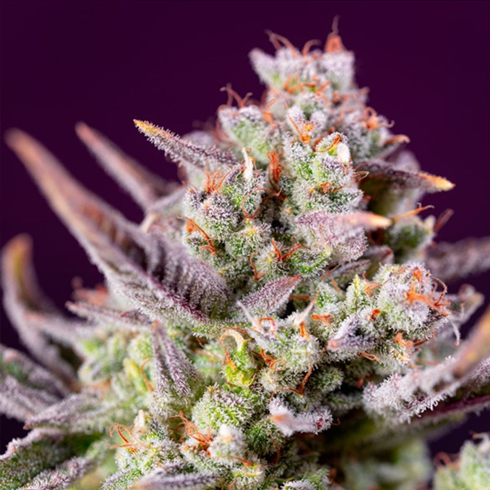 Auto Sweet Zenzation XL 25 u. fem. Granel Profesionales Sweet Seeds