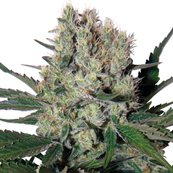 Auto Syrup 3 u. fem. Buddha Seeds