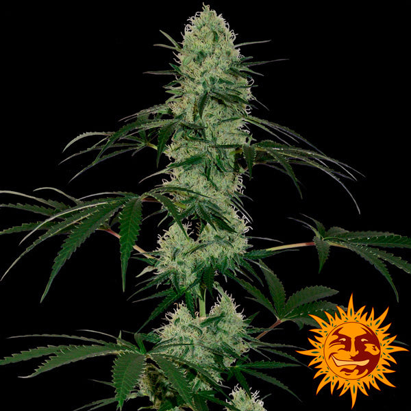 Auto Tangerine Dream 1 pc. fem. Barney's
