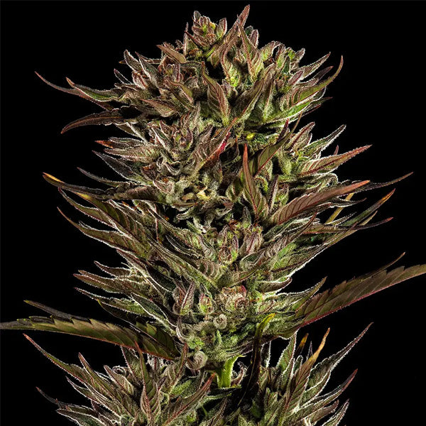 Auto Thin Mint x Sour Pinot 5 u. fem. Barney's