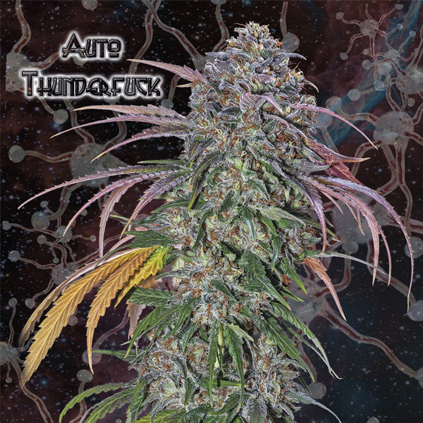 Auto Thunderfuck 5 u. fem. Nemeseeds