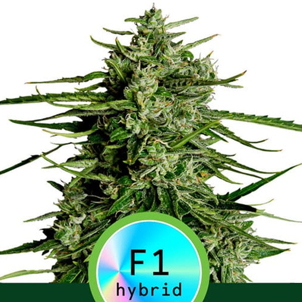 Auto Titan F1 - 1 ud. fem. Royal Queen