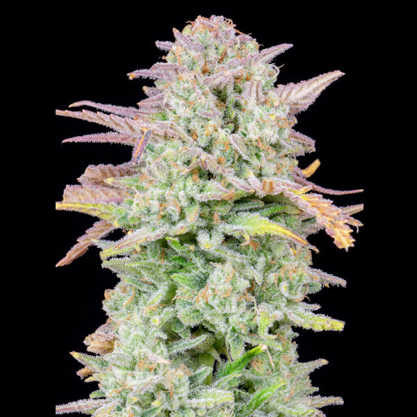 Auto Trainwreck 10 u. fem. FastBuds Seeds