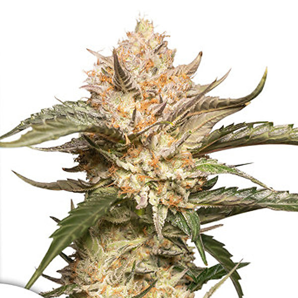 Auto Trichome and Cream 7 u. fem. Dutch Passion