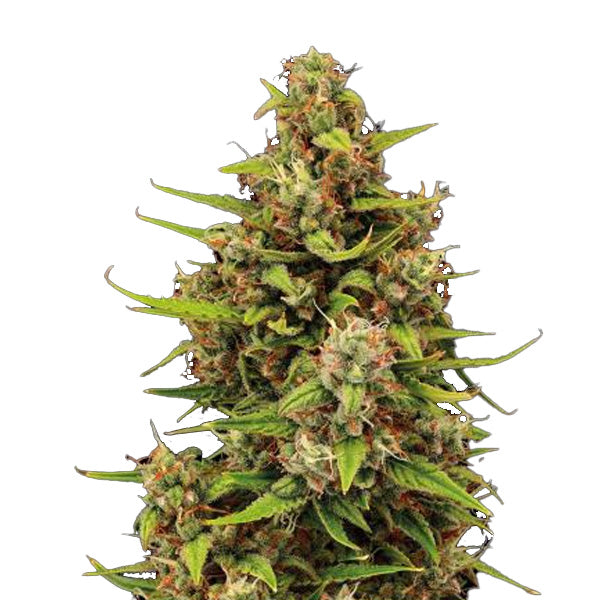 Auto Tropical Zmoothie fem. 1 u. Seedstockers Superior