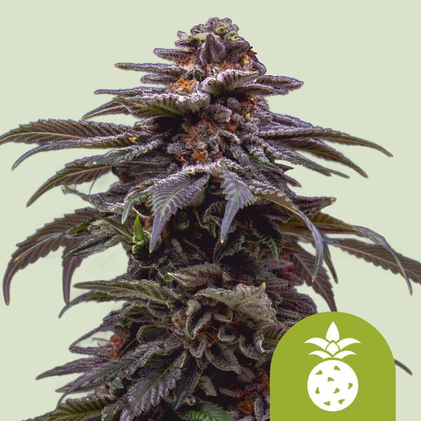 Auto Tropicana Cookies Purple 5 u. fem. Royal Queen