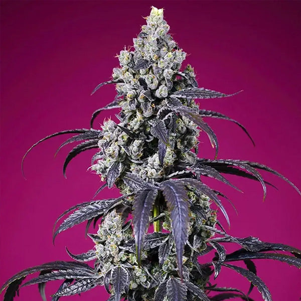 Auto Tropicanna Cherry XL 3+1 u. fem. Sweet Seeds