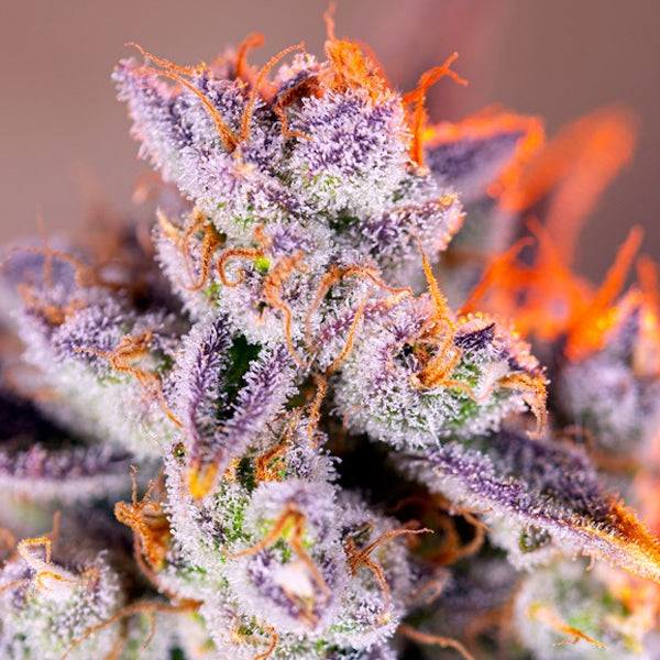 Auto Tropicanna Poison XL 3+1 pc. fem. Sweet Seeds