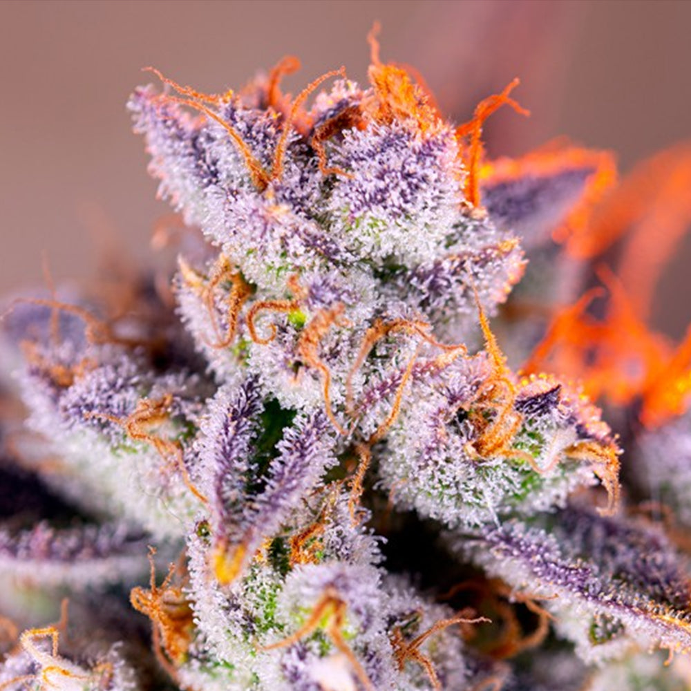 Auto Tropicanna Poison XL 25 u. fem. Granel Profesionales Sweet Seeds