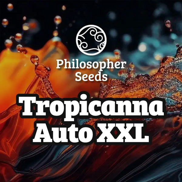 Auto Tropicanna XXL 3 u fem Philosopher
