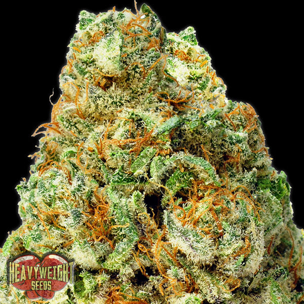 Auto Turbo Bud 3 u. fem. Heavyweight Seeds