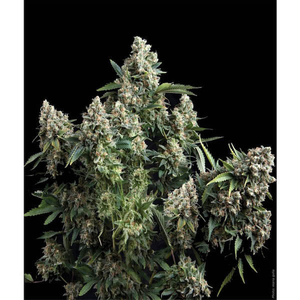 Auto Tutankhamon 1 u. blister x 12 u. fem. Pyramid Seeds