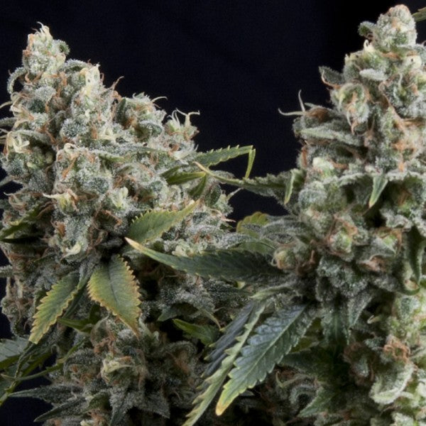 Auto Tutankhamon 5 u. fem. Pyramid seeds