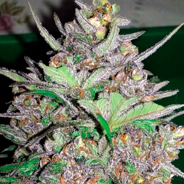 Auto Violet Kush 1 pc. fem. Garden of Green Seeds