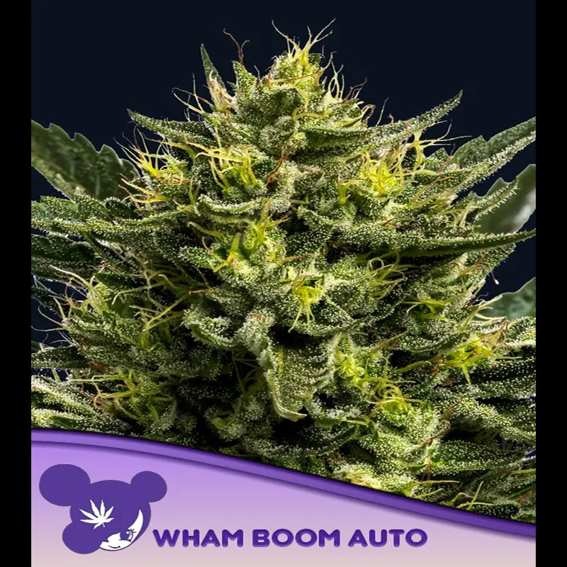 Auto WHAM BOOM 5 u. fem Anesia