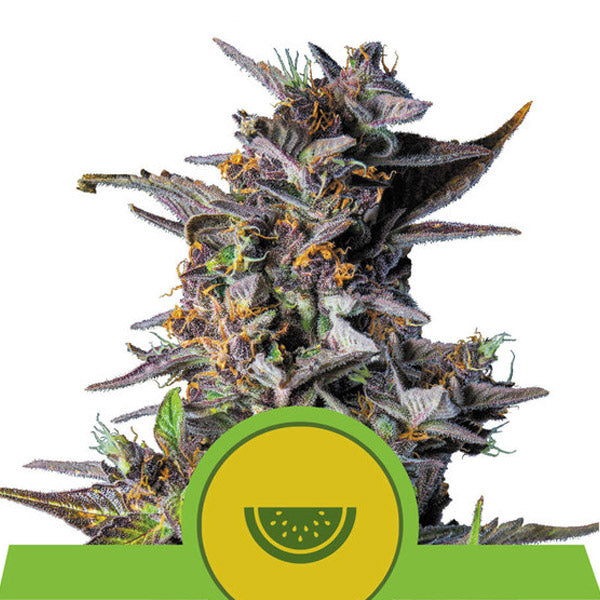 Auto Watermelon 10 pz. fem. Royal Queen