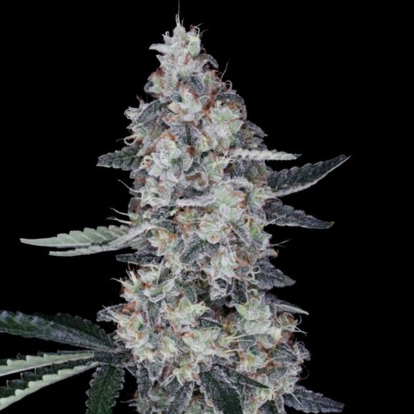Auto Watermelon Man 5 u. fem. DNA Genetics