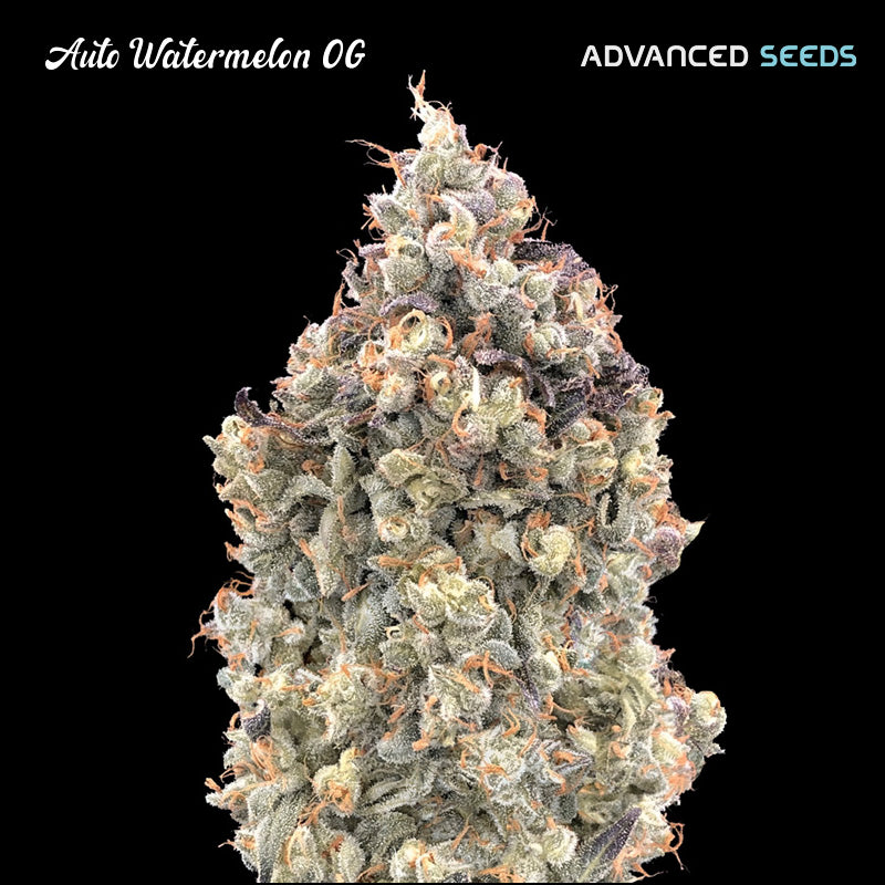Auto Watermelon Og 5 + 2 pcs. fem. Advanced Seeds