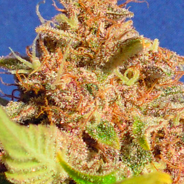 Auto Wedding Cake 5 u. fem. Original Sensible