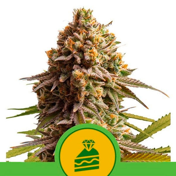Auto Wedding cake 3 u. fem. Royal Queen