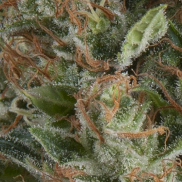 Auto Wembley 3 u. fem. Pyramid Seeds