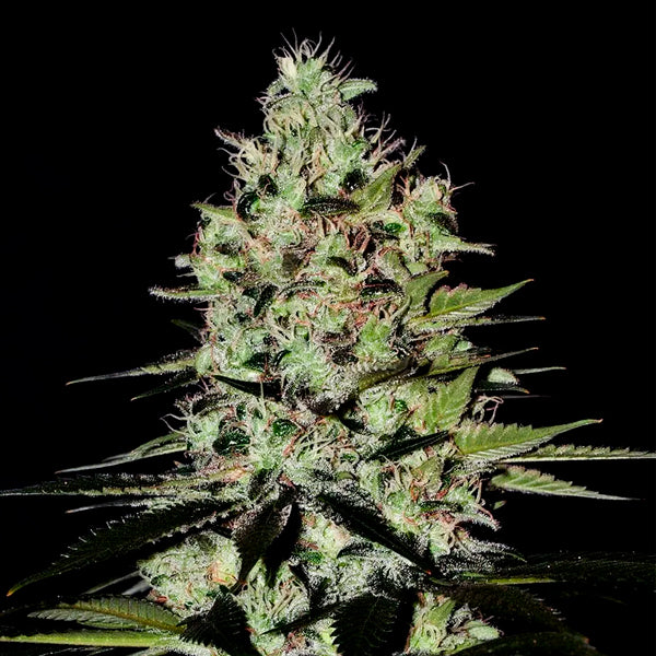 Auto Wernard 3 fem. Positronics Seeds