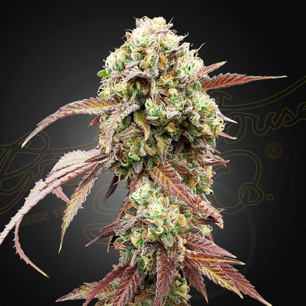 Auto West Coast Og x Auto Gelato 41 - 1 u. fem. Green House