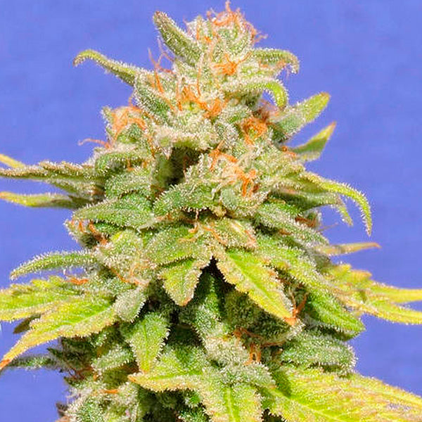 Auto White Crystal Meth 5 u. fem. Original Sensible