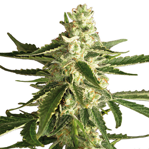 Auto White Diesel Haze 10 pc. fem. White Label