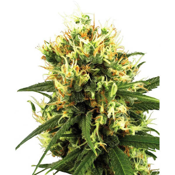 Auto White Haze 3 u. fem. White Label