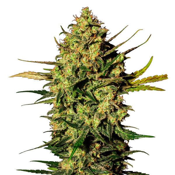Auto White Skunk 3 u. fem. White Label