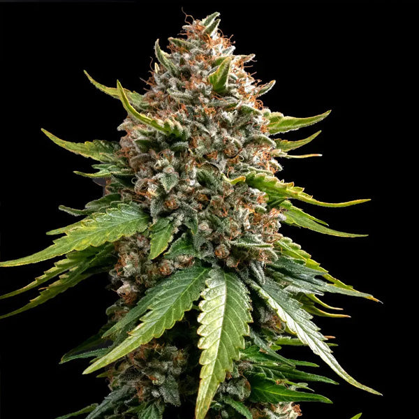 Auto White Widow 3 u. fem. Barney's.