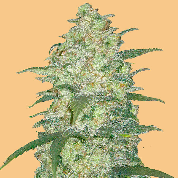 Auto White Widow 5 u. fem. FastBuds Seeds