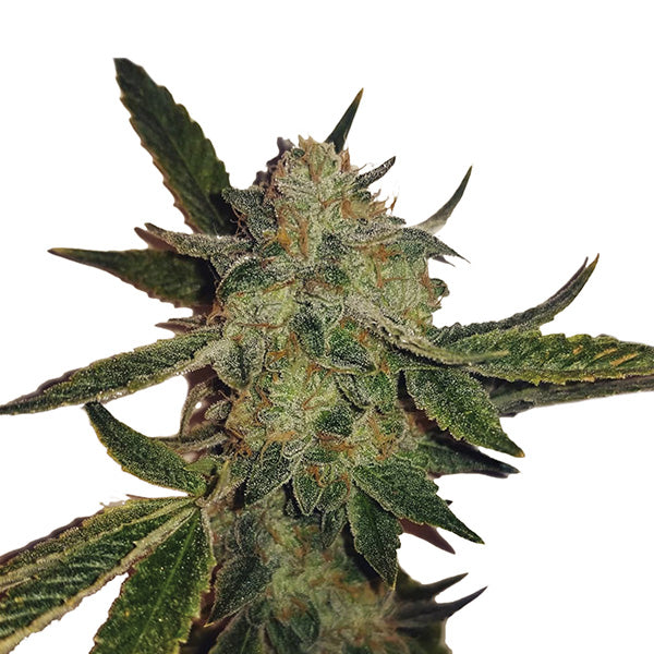 Auto White Widow 5 u. fem. Nirvana