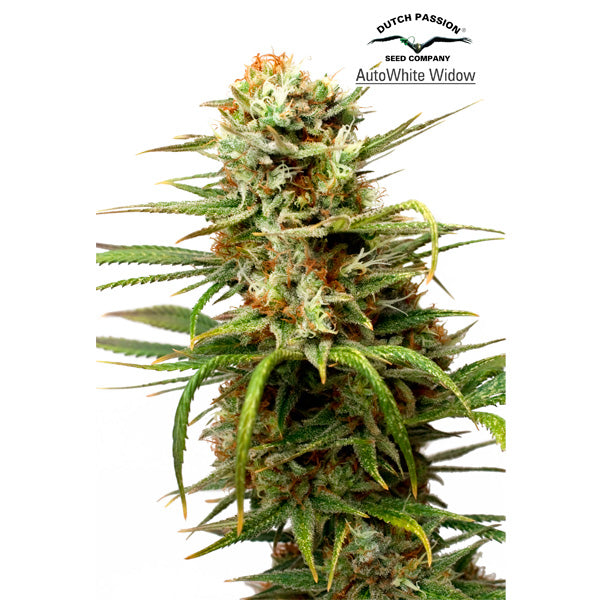 Auto White Widow 7 pcs. fem. Dutch Passion