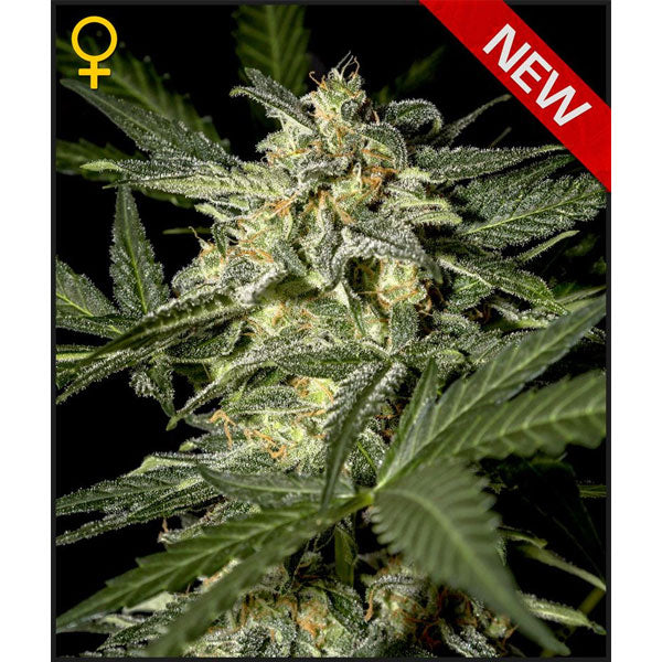 Auto White Widow 10 pcs. fem. Green House