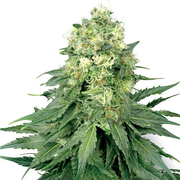Auto White Widow 10 pcs. fem. White Label