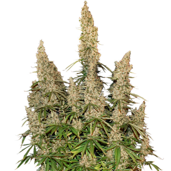 Auto White Widow fem. 1 pz. Seedstockers
