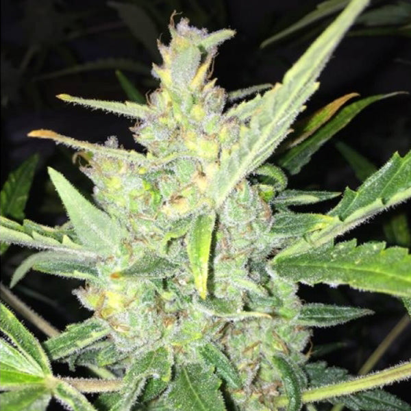 Auto White Widow x Big Bud 10 pz. fem. Female Seeds