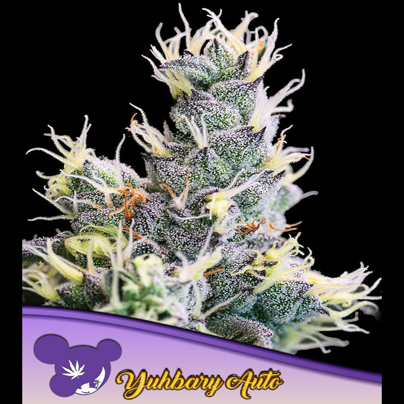 Auto Yuhbary 3 u. fem Anesia