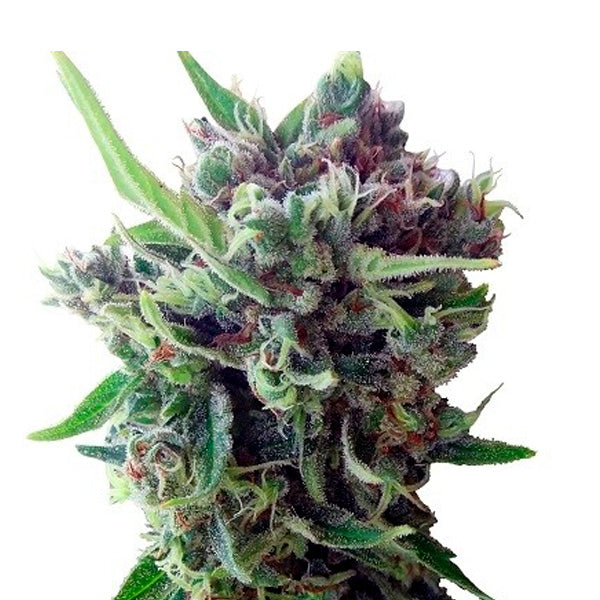 Auto Zamaldelica 5 u. fem. Ace Seeds
