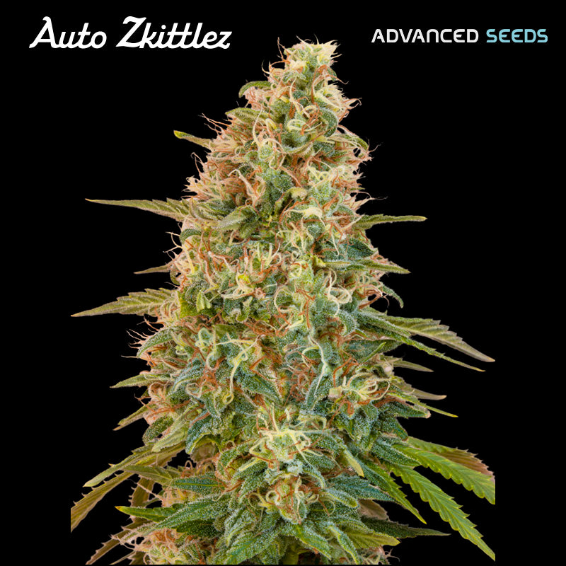 Auto Zkittlez 25 u. fem. Advanced Seeds
